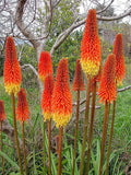 Red Hot Poker Seeds 100 Count - Orange and Yellow Torch Lily Kniphofia Perennial Flowers