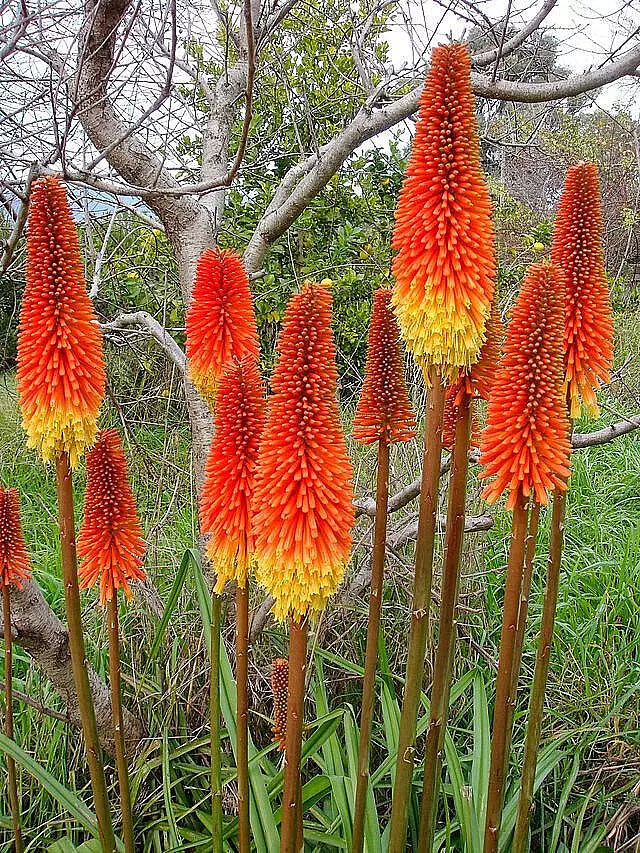 Red Hot Poker Seeds 100 Count - Orange and Yellow Torch Lily Kniphofia Perennial Flowers