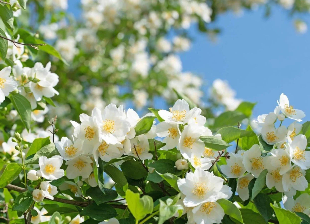 Mock Orange Live Plant - 8-12 Inches Tall - Fragrant White Flowers - Philadelphus spp. - Hardy in Zones 4-8