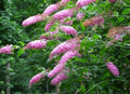 Pink Butterfly Bush Plant - 1-Gallon Pot - Buddleja davidii 'Pink Delight' - Attracts Butterflies & Pollinators
