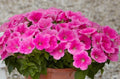 Petunia Seeds | Easy Wave Pink Cosmo Pelleted Seeds for Garden, Container & Hanging Baskets | Petunia × hybrida