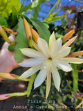 Epiphyllum Pixie Dust Unrooted Cuttings 8-10 Inches - Epiphyllum Oxypetalum