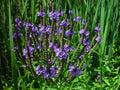 Blue Flower Vervain Seeds - Perennial, Verbena hastata, 335 Seeds for Wetland Gardens & Pollinator Attraction