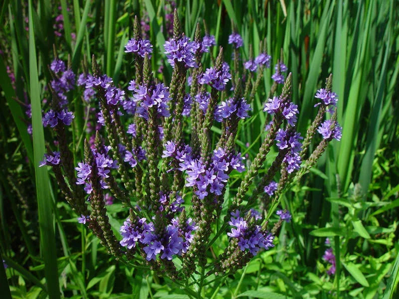 Blue Flower Vervain Seeds - Perennial, Verbena hastata, 335 Seeds for Wetland Gardens & Pollinator Attraction