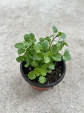 Watercress Live Plant in Pot - Nasturtium officinale for Home Gardening