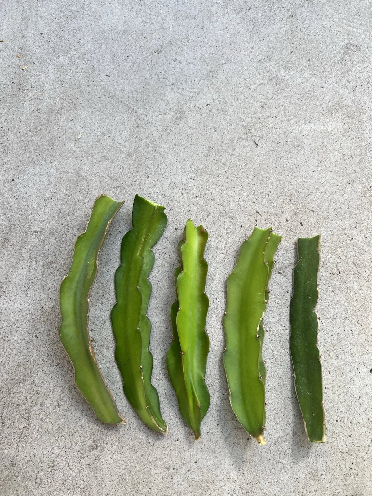 5 Pcs Dragon Fruit Cuttings 8” White Pitaya Cactus Ready to Plant - Hylocereus undatus