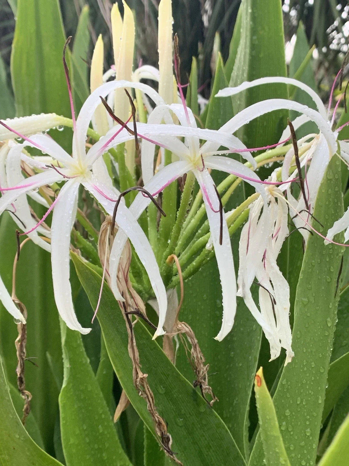 Crinum Lily Seedlings – 2 White Tropical Flowering Plants – Crinum asiaticum – Perennial Garden Plants for Outdoors