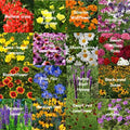 Bulk Wildflower Seed Mix 1 lb for All Zones, Perennial Garden Seeds, Covers 2000 sq ft, Attracts Pollinators, Eco-Friendly