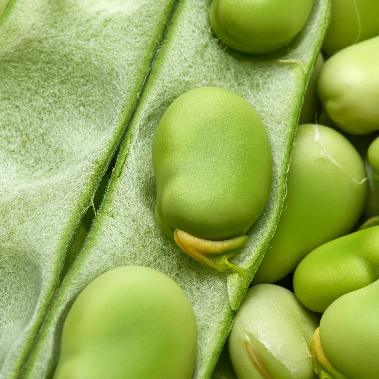 Broad Windsor Fava Bean Seeds – Non-GMO Cover Crop Vicia faba for Soil Improvement & Nutritious Beans, 25+ Seeds Pack