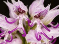 Italian Man Orchid Seeds - Orchis italica Poir. - Rare Flowering Orchid Seeds for Gardening, Indoor & Outdoor Cultivation