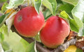 Akane Apple Seeds - 25+ Pack for Gardening, Malus domestica, Heirloom, Non-GMO, USA Grown, Fruit Tree Seeds