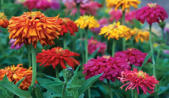 Cactus Giant Zinnia Seeds - 115 Pack, Colorful Flower Mix, Zinnia elegans, Annual, Vibrant Garden Flowers