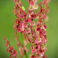 Cactusweed Seeds - 50 Pack Rumex crispus Curly Dock Organic Herb Garden Seeds