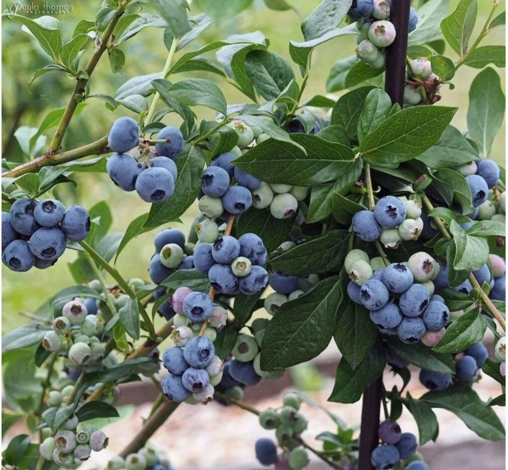 Highbush Blueberry Seeds 30++ Organic Vaccinium sect. Cyanococcus for Home Garden & Small Farm