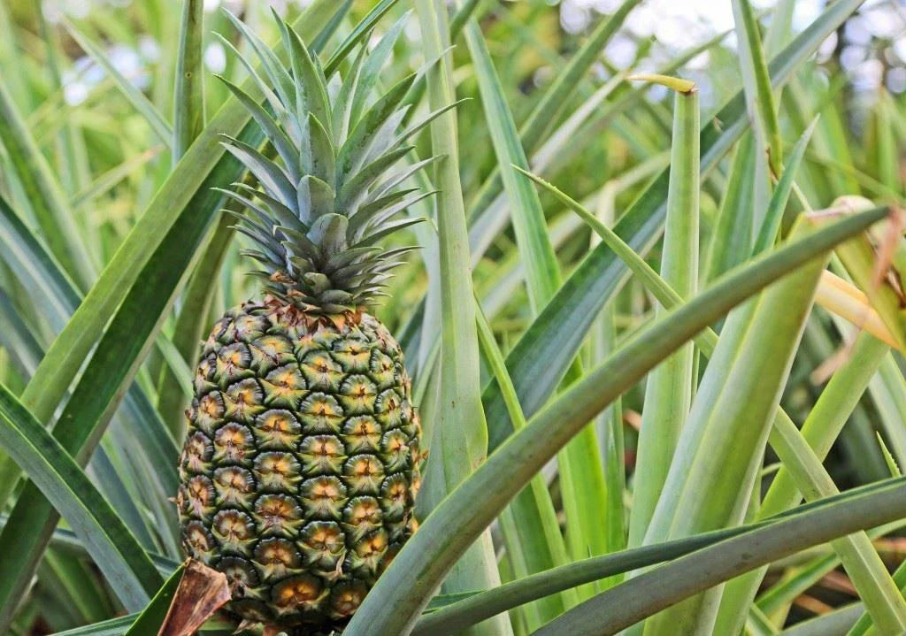 Pineapple Plant - Sugar Loaf Variety - Live Rooted Crown in Pot - Ananas comosus Tropical Indoor Garden