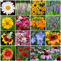 All Perennial Wildflower Mix - 15 Species Native Flowers for Pollinators - Easy Grow Seeds