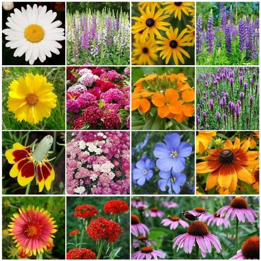 All Perennial Wildflower Mix - 15 Species Native Flowers for Pollinators - Easy Grow Seeds