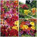 Painted Tongue Mix Seeds - Fast Growing Annual Flowers for Sun & Shade Gardens, Containers, Cut Flowers - Salpiglossis sinuata