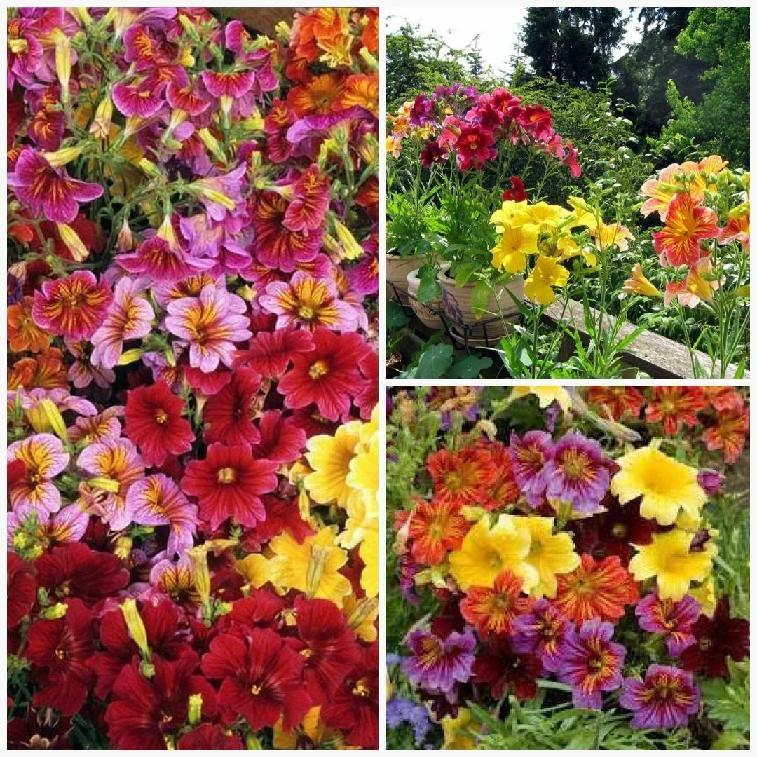 Painted Tongue Mix Seeds - Fast Growing Annual Flowers for Sun & Shade Gardens, Containers, Cut Flowers - Salpiglossis sinuata