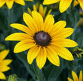 Black Eyed Susan Flower Seeds, 2000+ Perennial, Yellow Blooms, Rudbeckia hirta, Pollinator Garden Seeds, Full Sun, Drought Tolerant
