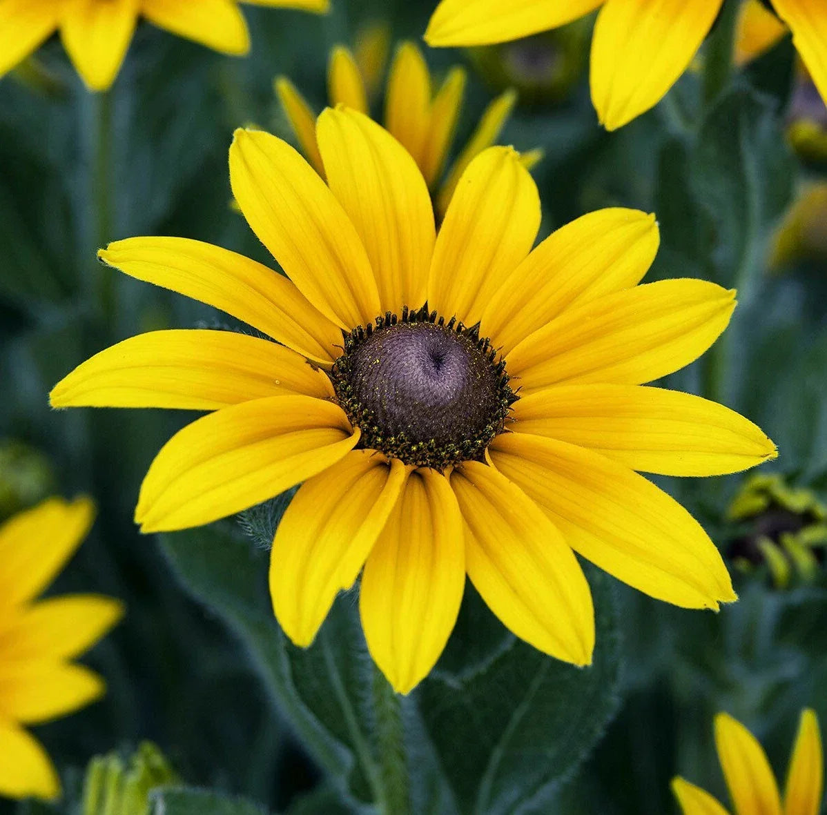Black Eyed Susan Flower Seeds, 2000+ Perennial, Yellow Blooms, Rudbeckia hirta, Pollinator Garden Seeds, Full Sun, Drought Tolerant