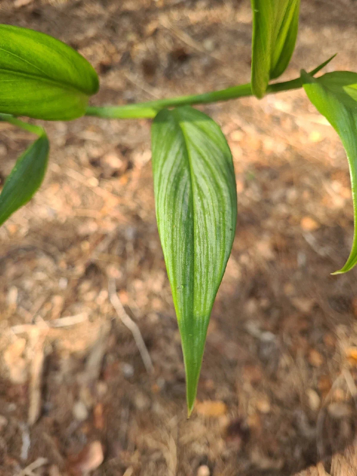 Epipremnum Amplissimum Silver Streak Cutting - 2 Node Fresh Pothos Plant Propagation, Indoor Houseplant Decor