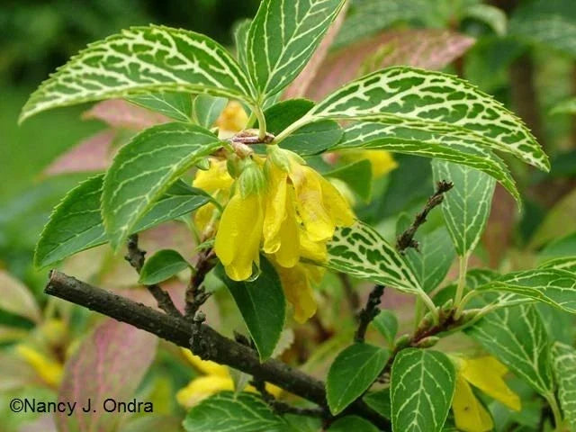 Forsythia Kumson Variegated Liner Starter Plant – Hardy Forsythia viridissima, 6-12 Inch Bushy Shrub for Garden, Zones 5-9