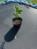 Organic Soursop Tree Potted 5-inch Annona muricata Tropical Fruit Tree for Garden or Patio