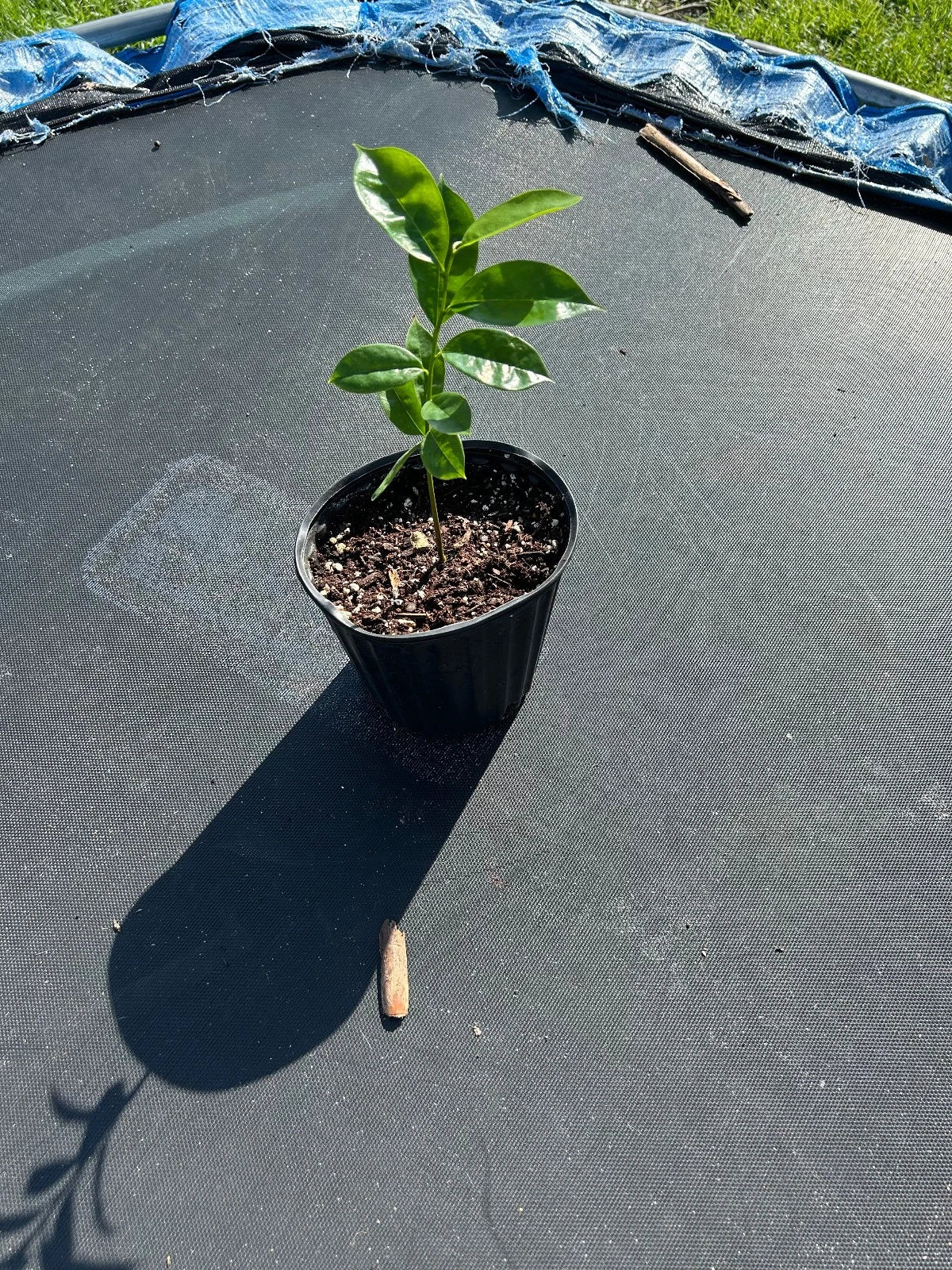 Organic Soursop Tree Potted 5-inch Annona muricata Tropical Fruit Tree for Garden or Patio