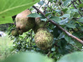 Bartlett Pear Tree Cuttings - 5 Easy to Root Pyrus communis Cuttings