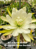 Epiphyllum Orchid Cactus Plant “Good As Gold” in 4” Pot, Rooted Succulent, Indoor Garden, Epiphyllum spp.