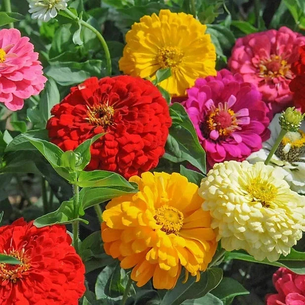 Zinnia Seeds - 100+ Sunshine Hybrid Mix - Colorful Garden Flowers - Zinnia elegans - Annual, Full Sun, Easy to Grow