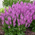 Back to the Fuchsia Salvia Seeds | Perennial Flower Seeds | Salvia splendens | Vibrant Fuchsia Blooms, Attracts Pollinators