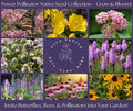 Butterfly Native Garden Seed Collection - 8 Perennial Wildflower Seeds for Pollinators - Native Plant Seeds for Gardens
