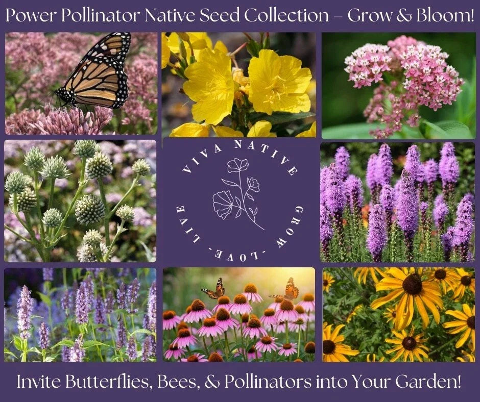 Butterfly Native Garden Seed Collection - 8 Perennial Wildflower Seeds for Pollinators - Native Plant Seeds for Gardens
