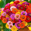 Zinnia Seeds California Giant Mix Non-GMO Flower Seeds for Garden, 100+ Easy-to-Grow Annuals