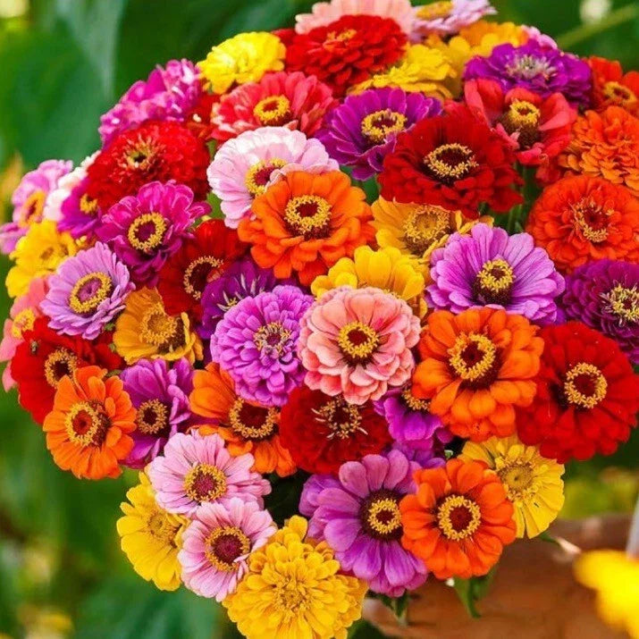 Zinnia Seeds California Giant Mix Non-GMO Flower Seeds for Garden, 100+ Easy-to-Grow Annuals