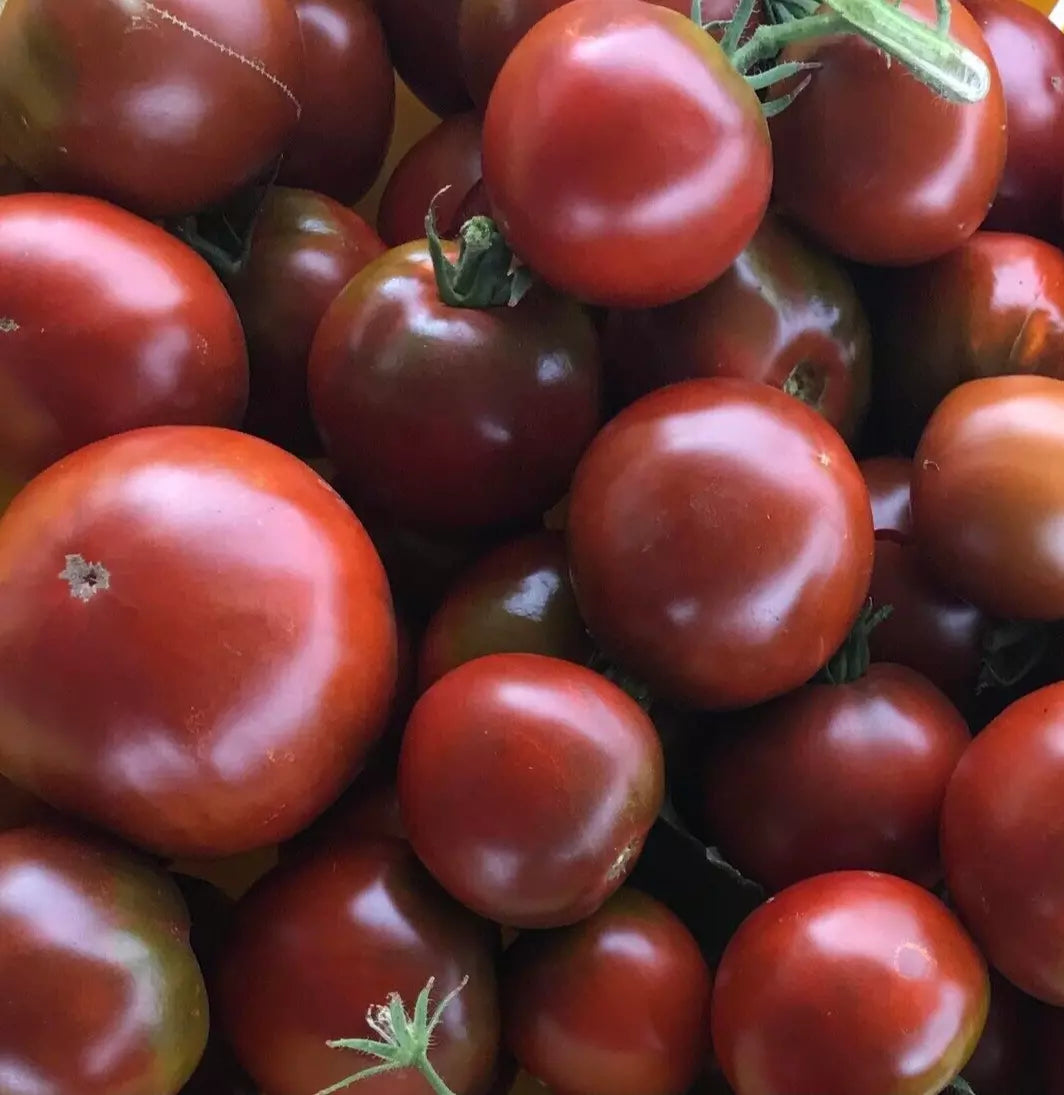 Black Prince Tomato Seeds - Indeterminate Heirloom Russian Tomato Seeds for Garden & Container Planting, 100+ Seeds