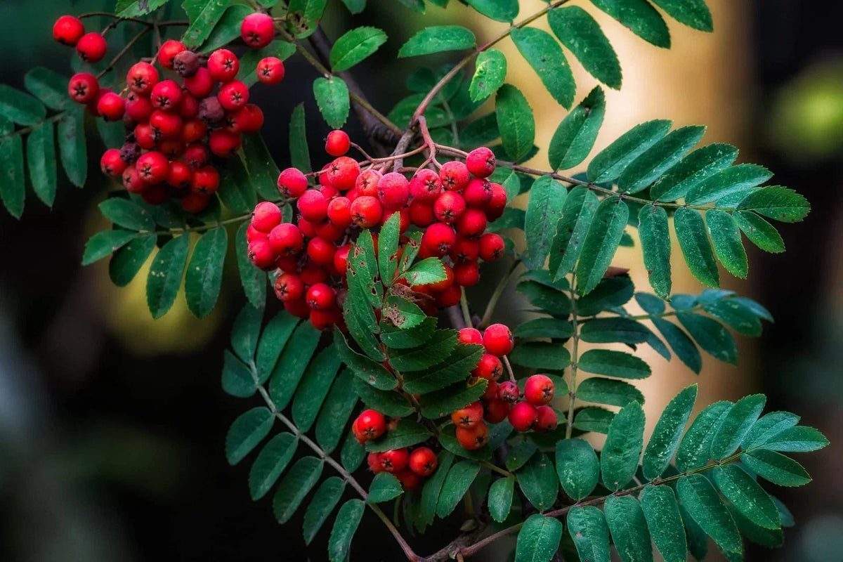 American Mountain Ash Seeds - 10 Pack - Sorbus Americana - Hardy Tree for Landscaping and Wildlife Gardens