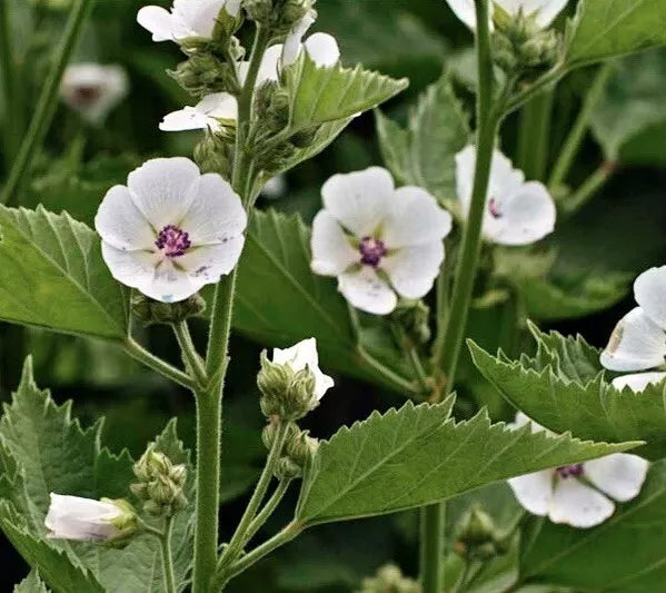 Marshmallow Seeds 100+ Pack | Althea officinalis Herb Seeds | NON-GMO, Full Sun, Well-Drained Soil, Attracts Pollinators
