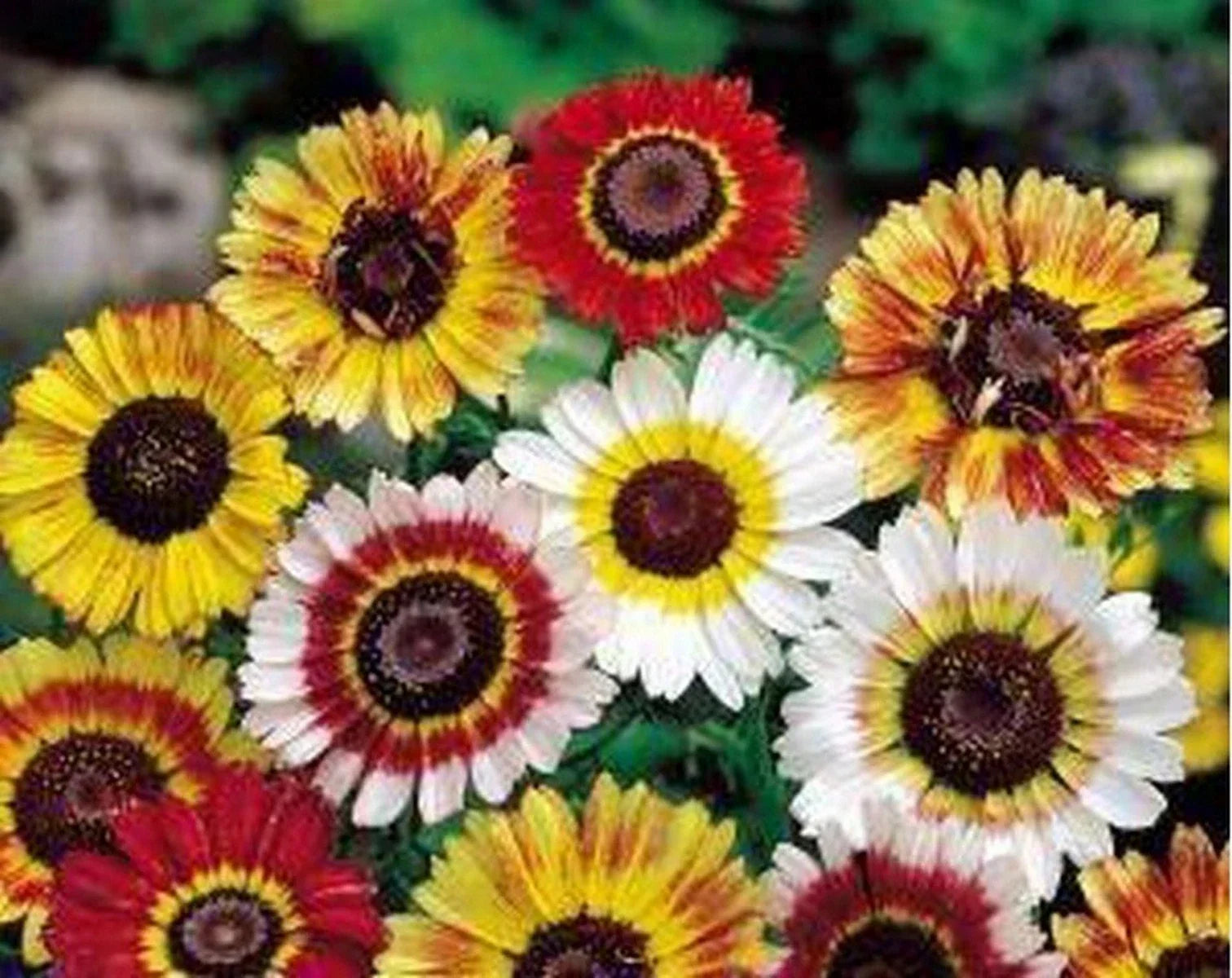 Painted Daisy Seeds - Tricolor Chrysanthemum carinatum, Easy to Grow, Vibrant Blooms, Full Sun, Well-Drained Soil, Garden Flowers