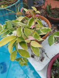 Hoya Tricolor Carnosa Krimson Queen Live Houseplant – Variegated Green, Pink & White Foliage – Trailing Indoor Plant