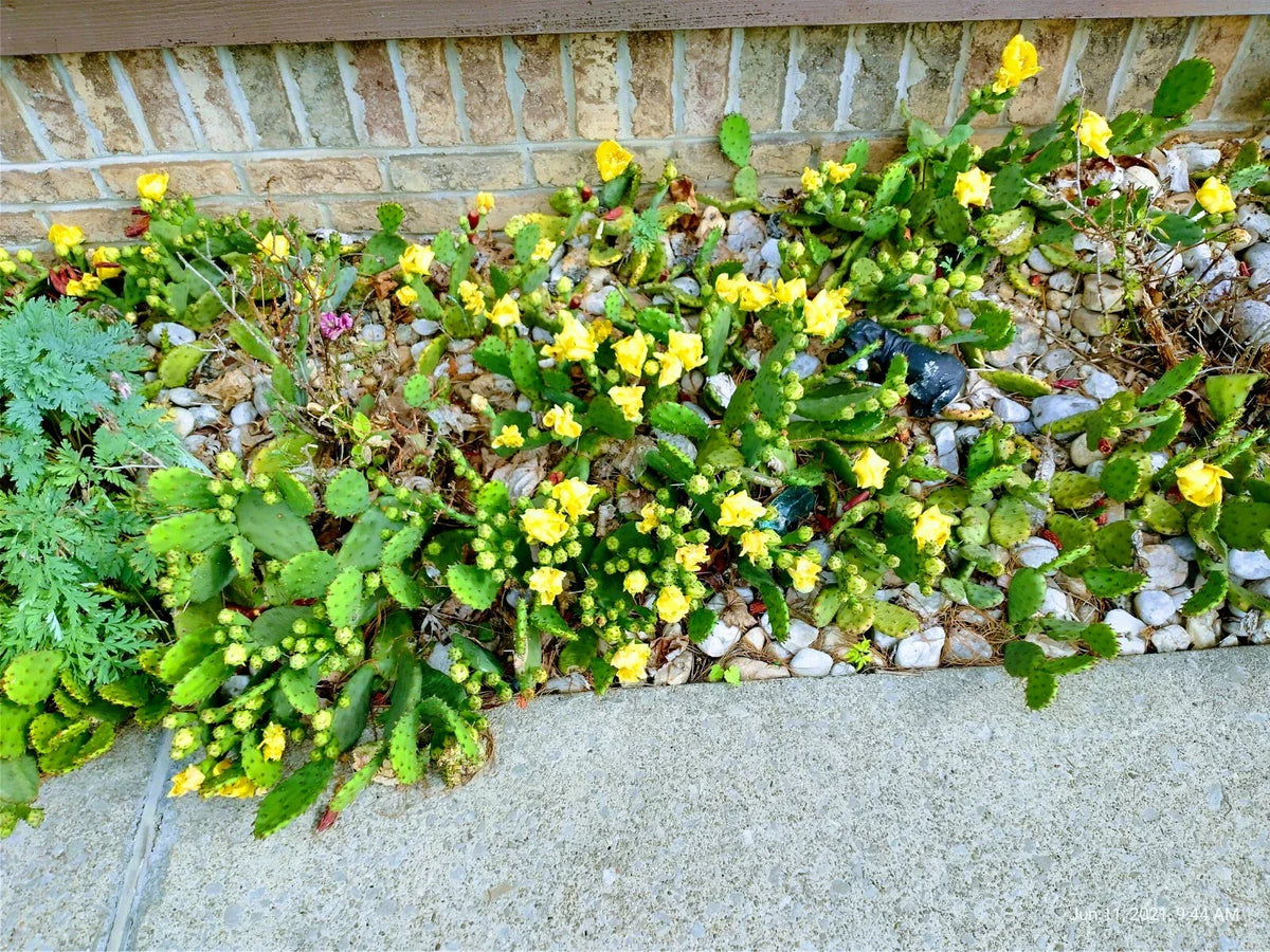 Prickly Pear Cactus 10 Pads with Yellow Flowers - Winter Hardy Opuntia