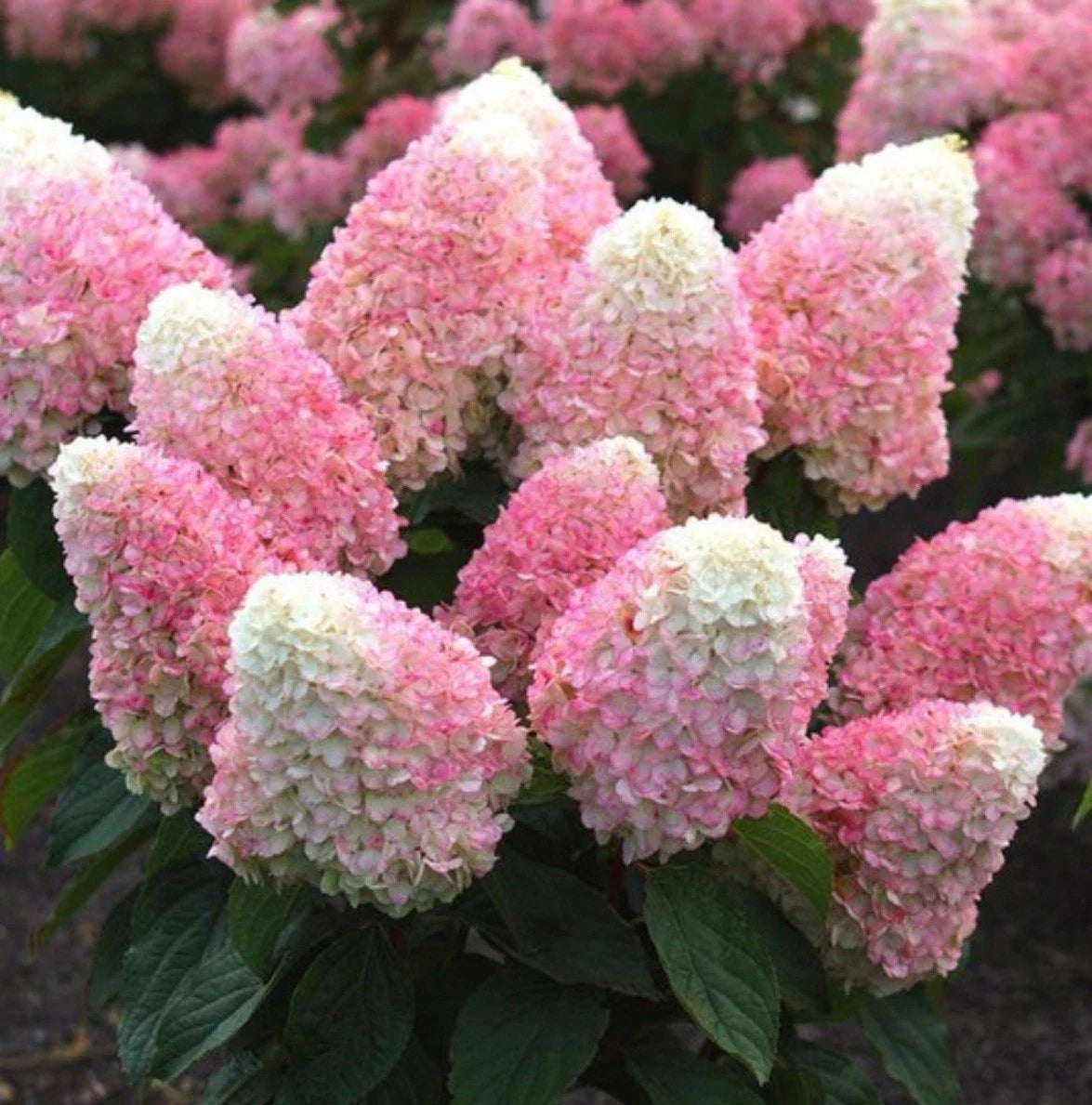 Pink Shades Hydrangea Starter Plant - Well-Rooted Hydrangea macrophylla in 4-inch Pot