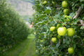 Green Apple Tree Seeds - Antonovka Variety - Malus pumila - 30 Seeds for Growing Fruit Trees