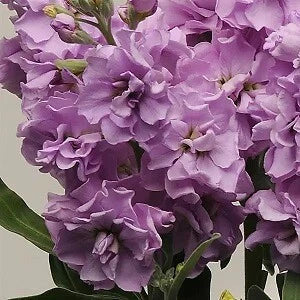 Light Lavender Stock Seeds - 500 Count - Matthiola incana - Fragrant Annual Flower Seeds