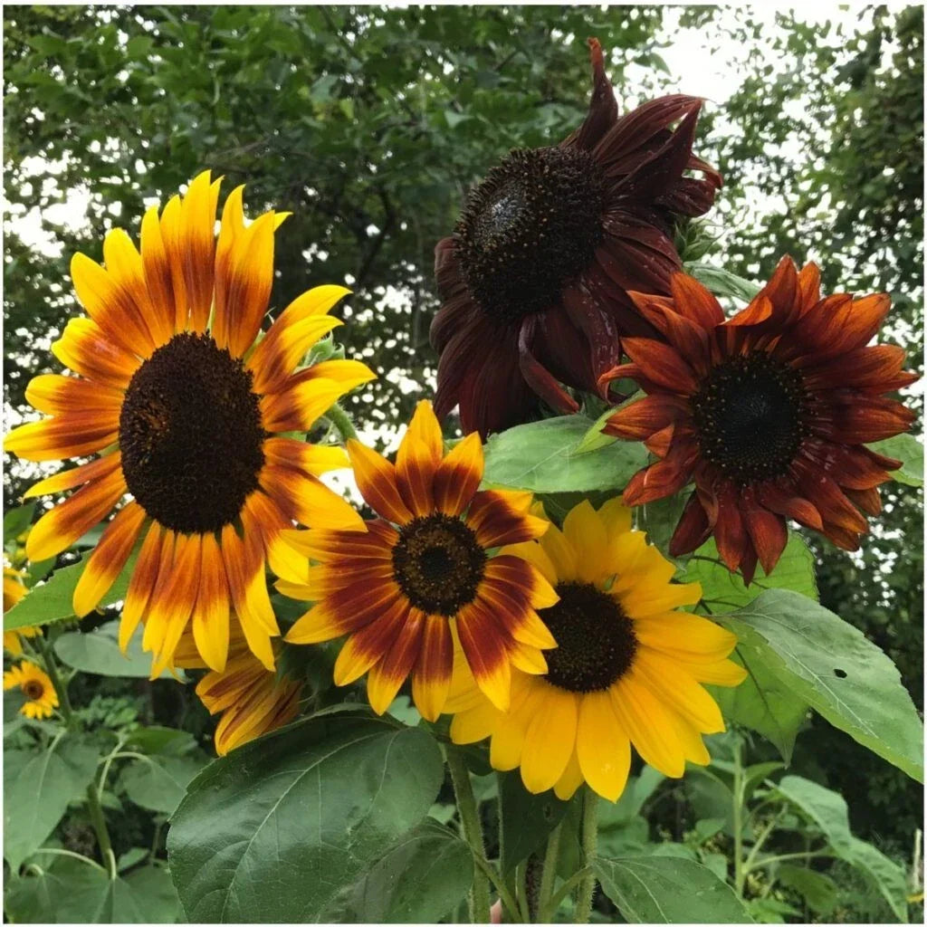 Autumn Beauty Sunflower Seeds - Organic Non-GMO Helianthus annuus for Gardens & Bouquets, Vibrant Colors, Easy to Grow