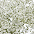 Baby's Breath Seeds - Non-GMO Gypsophila paniculata for Cut Flowers & Gardens, Easy to Grow, 100 Seeds