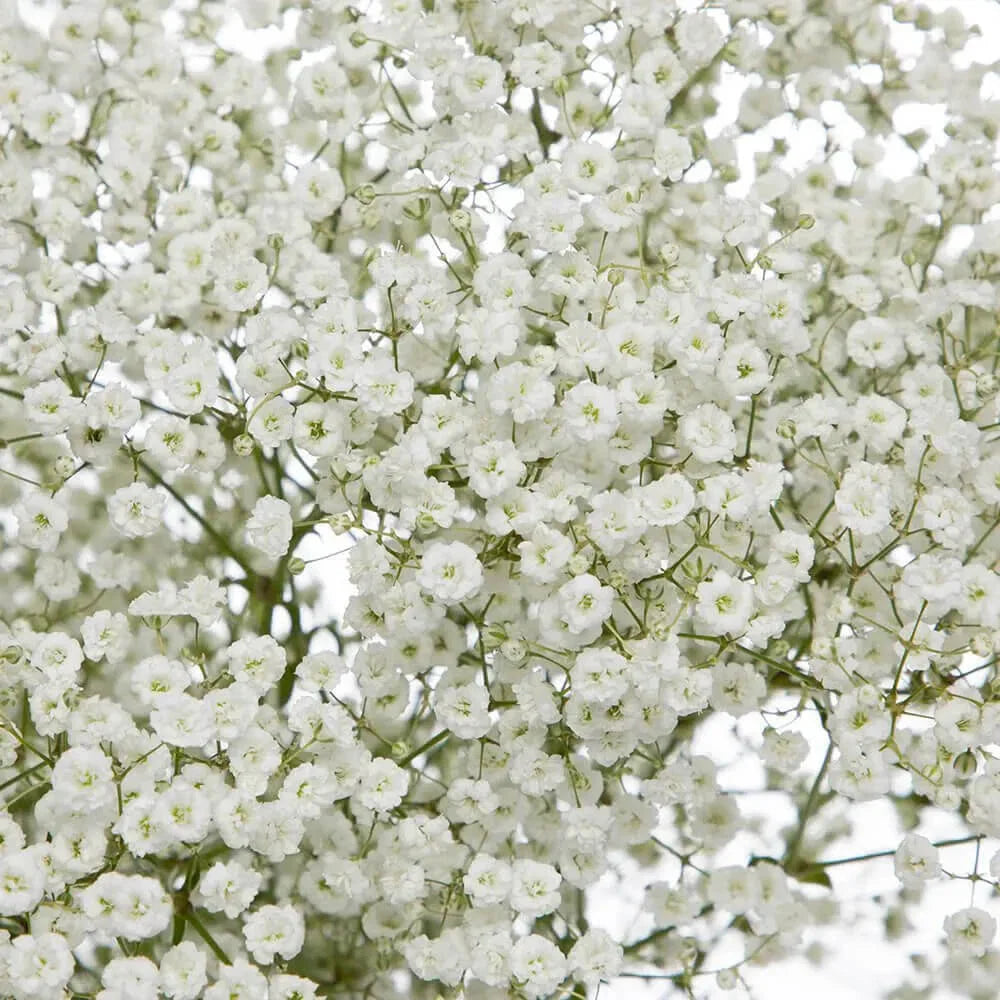 Baby's Breath Seeds - Non-GMO Gypsophila paniculata for Cut Flowers & Gardens, Easy to Grow, 100 Seeds