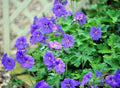 Johnson's Blue Geranium Seeds - Perennial Flower Seeds for Borders & Containers - Geranium 'Johnson's Blue' - USA